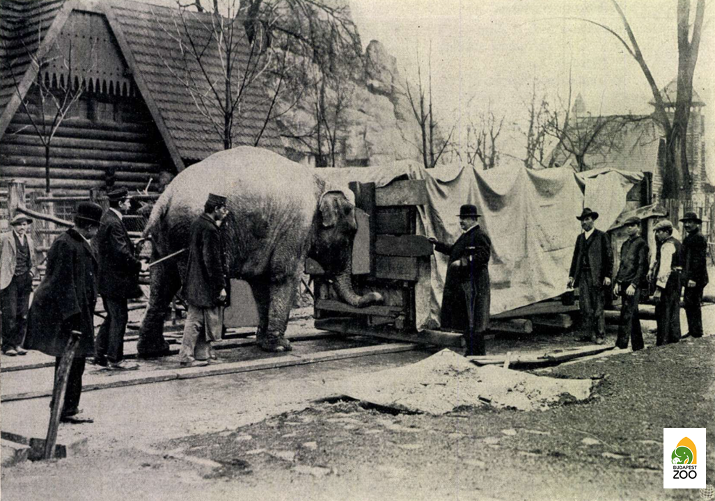 Jónást egy óriási ládában, görgőkön tolva vitték át a frissen elkészült új Elefántházba. A teher mozgatásában Bébi, a betanított elefánt is segített (1912)