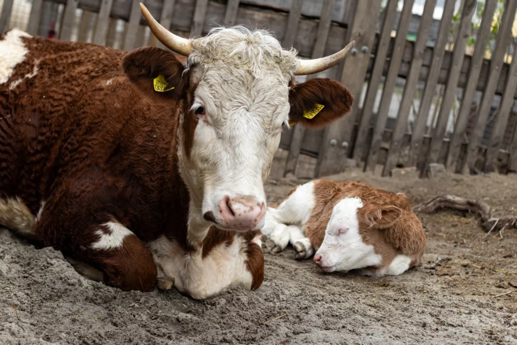 Ada, the Calf and his mother Ella