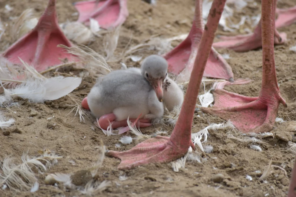 Flamingo Chicks