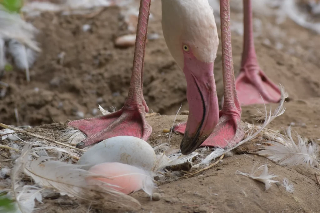 Egymás után kelnek ki a flamingófiókák
