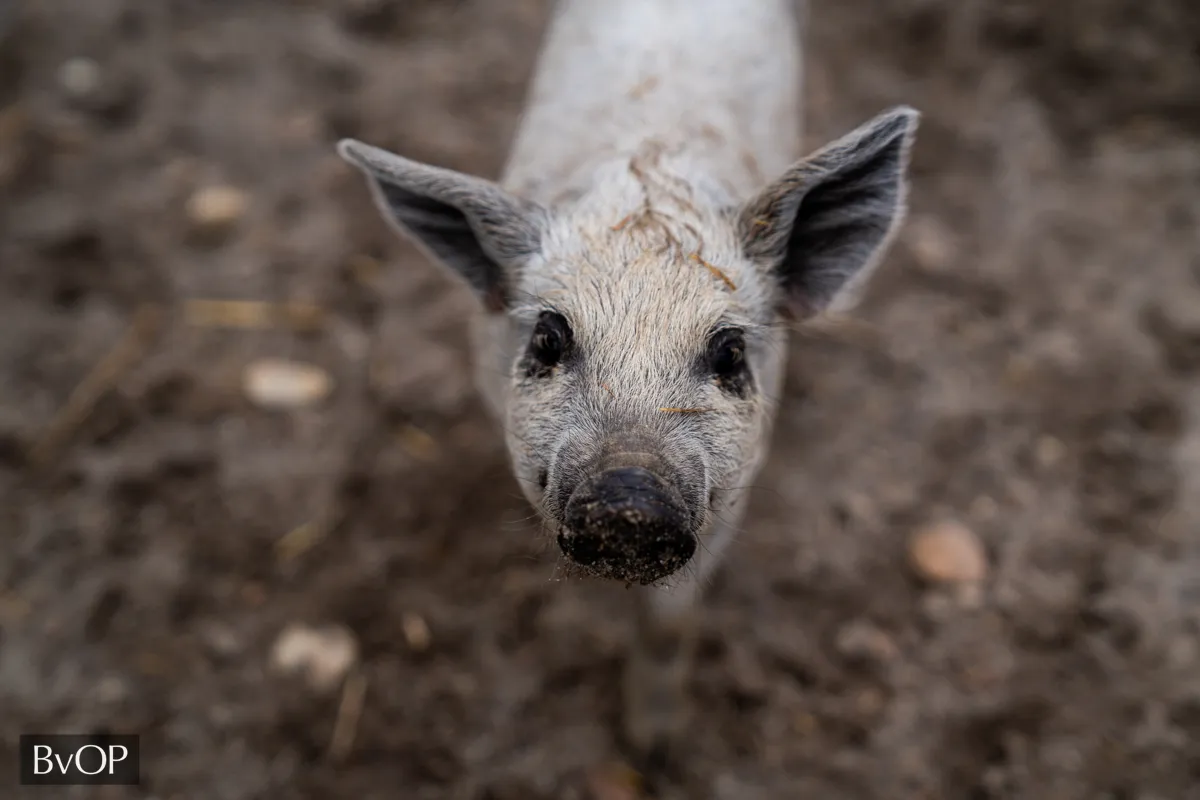 Mangalica kismalac