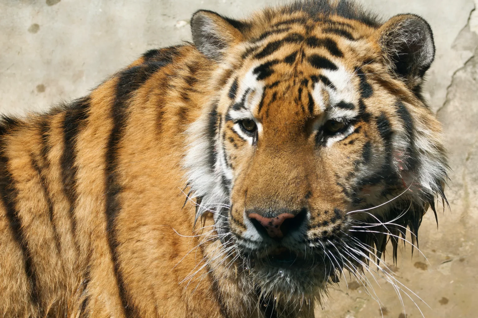 Szibériai tigris