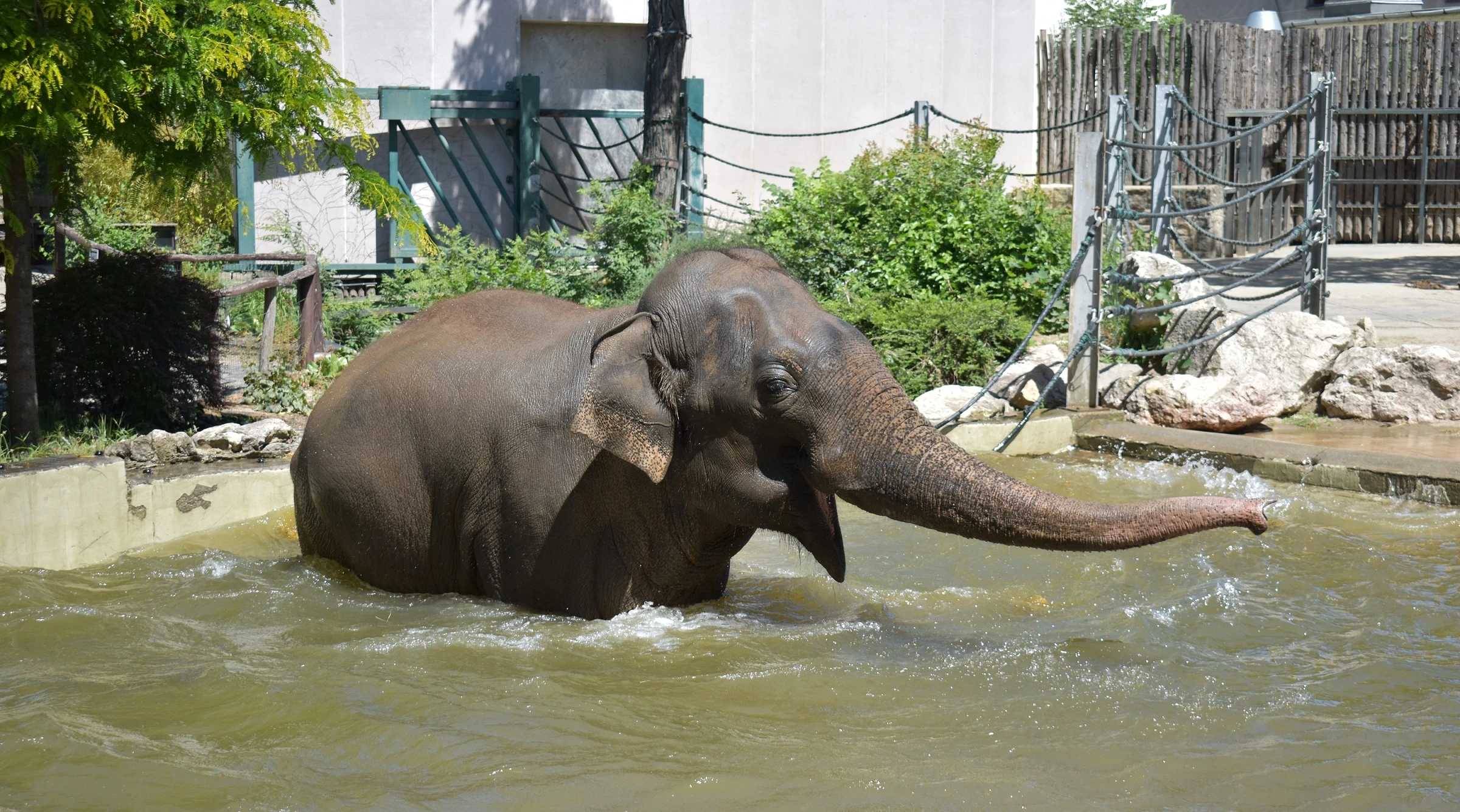 How Our Animals Stay Cool Budapest Zoo And Botanical Garden