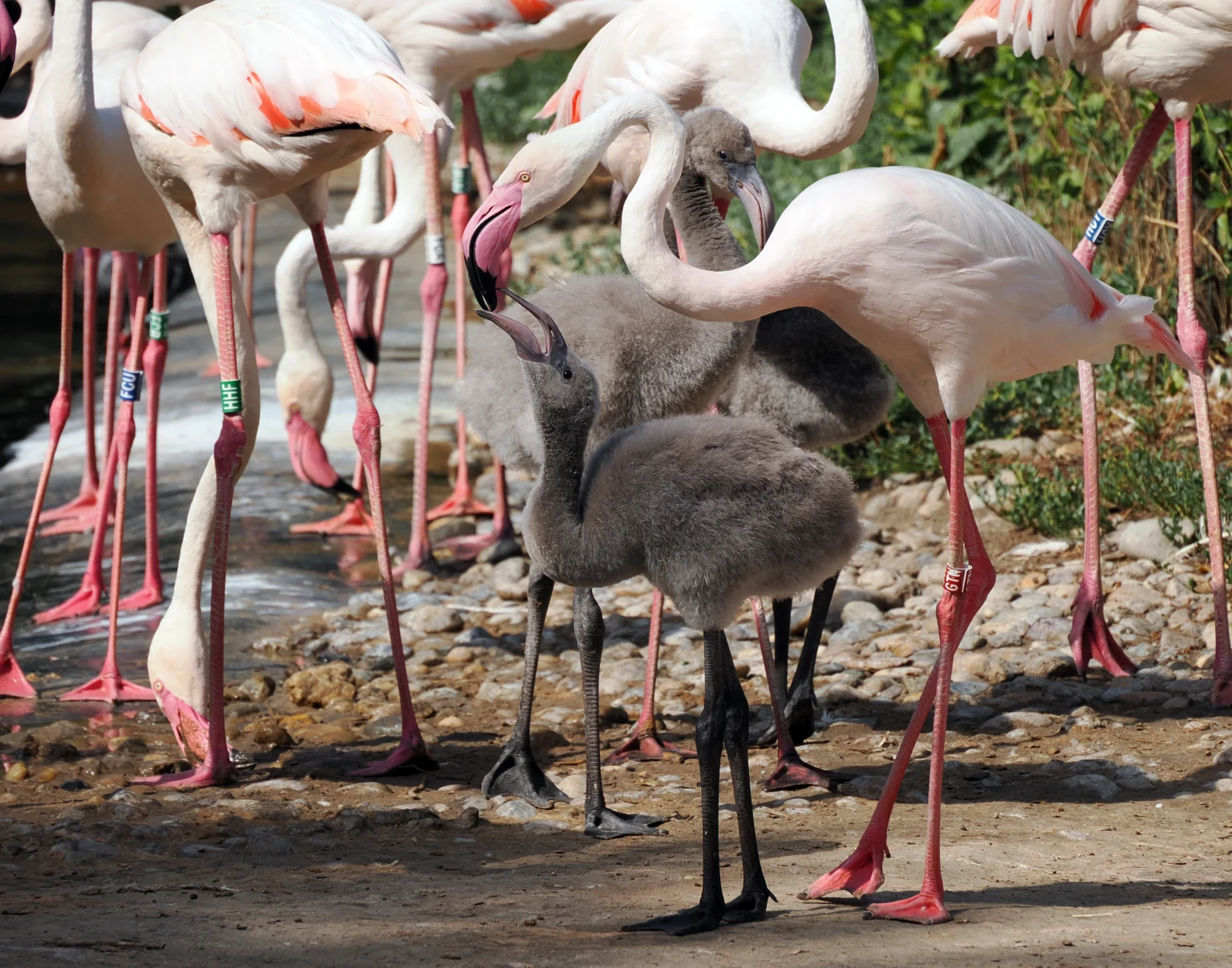 Rózsás flamingó fióka