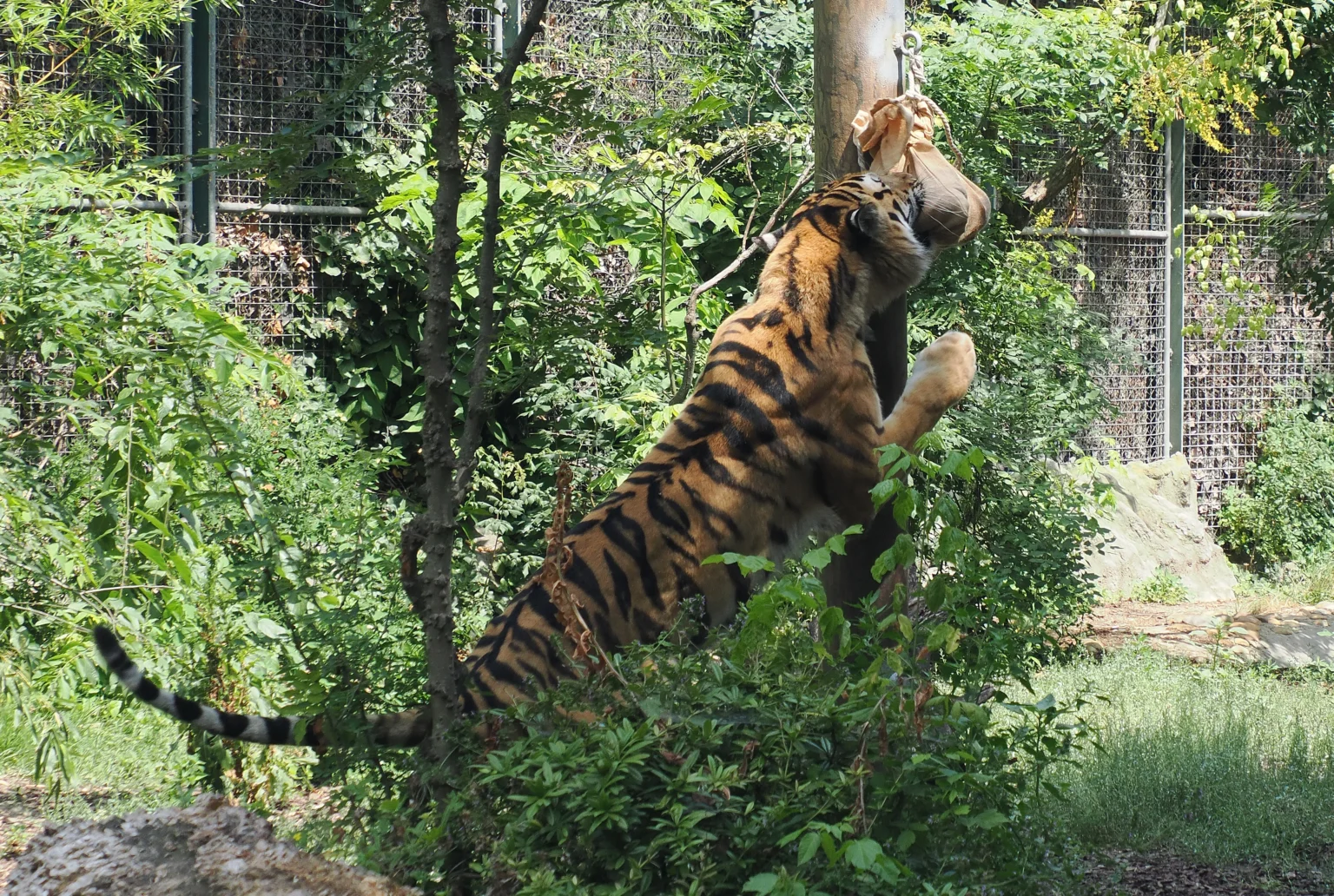 Tigris látványetetés