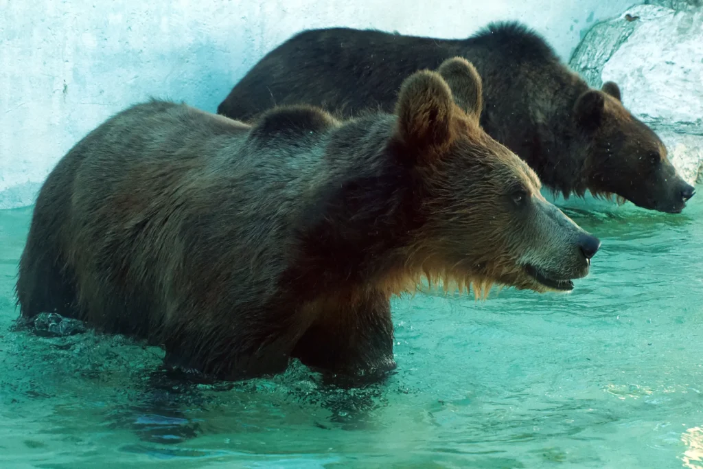 Brown bears