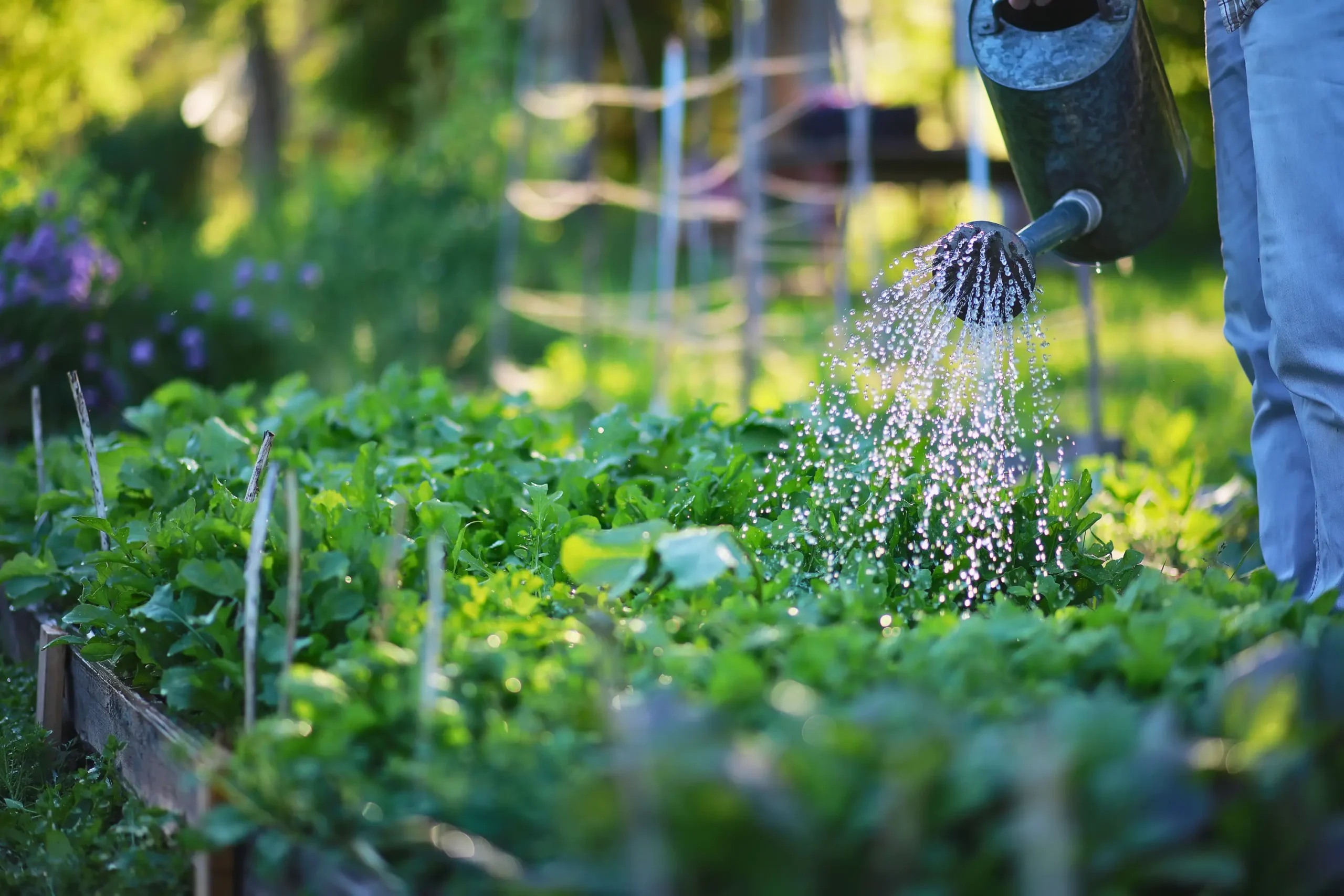 Watering