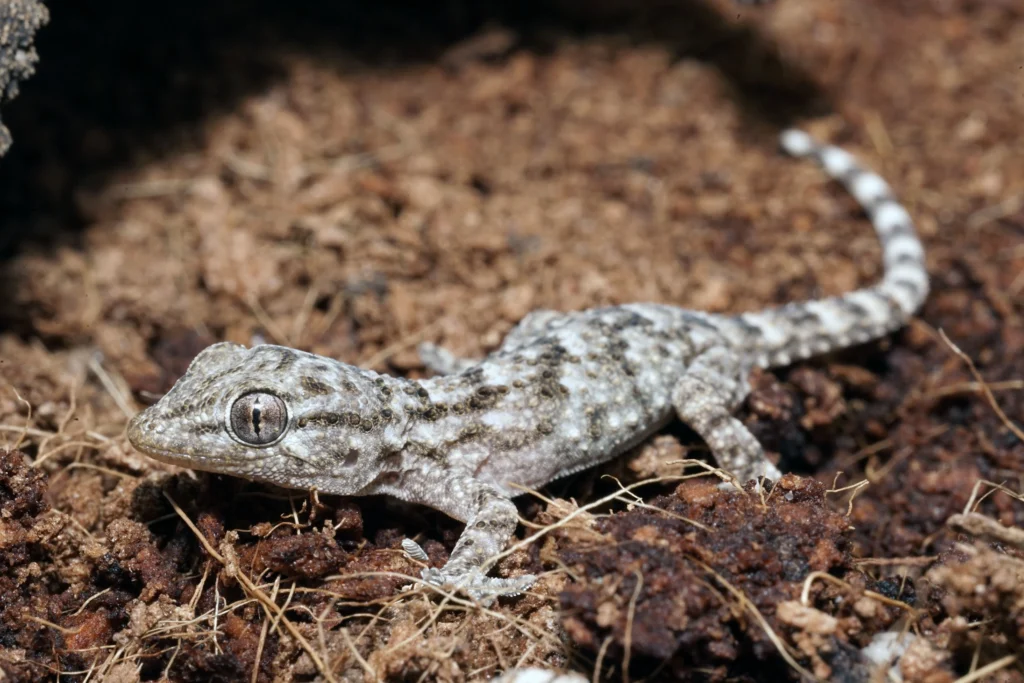 Common wall gecko