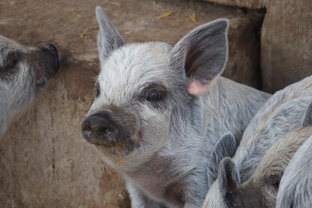 Mangalica