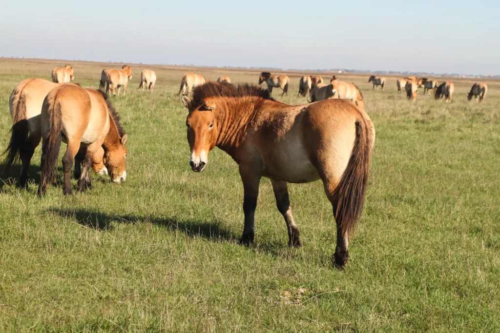 Vadló szállítás a Hortobágyi Nemzeti Parkból az Őrségi Nemzeti Parkba