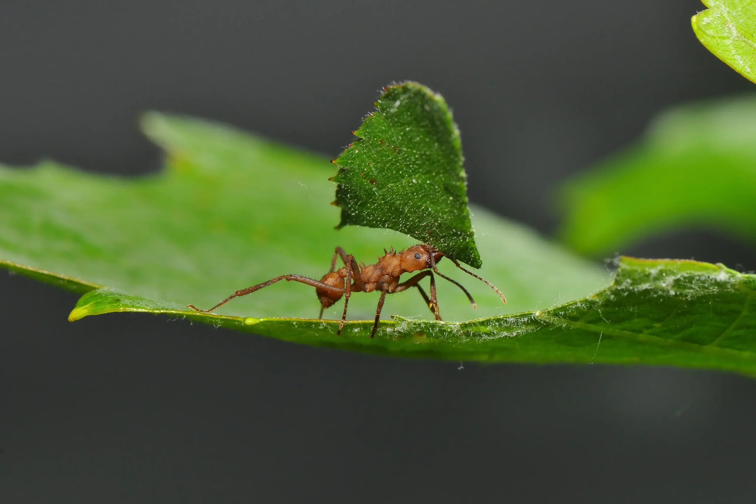 Leafcutter ant