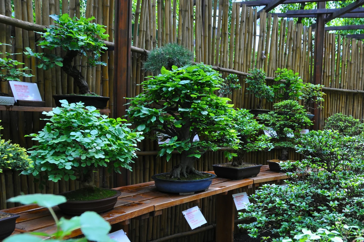 Bonsai pavilon