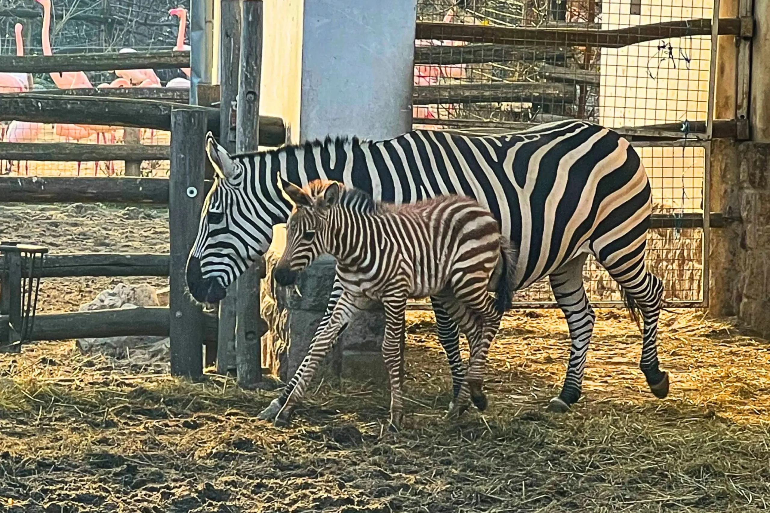 Zebra foal