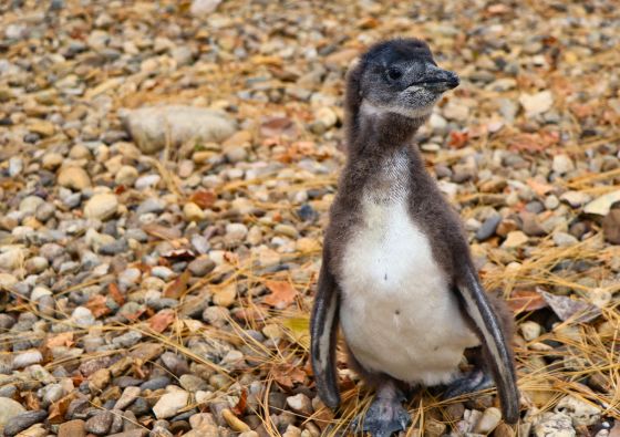 Young penguin