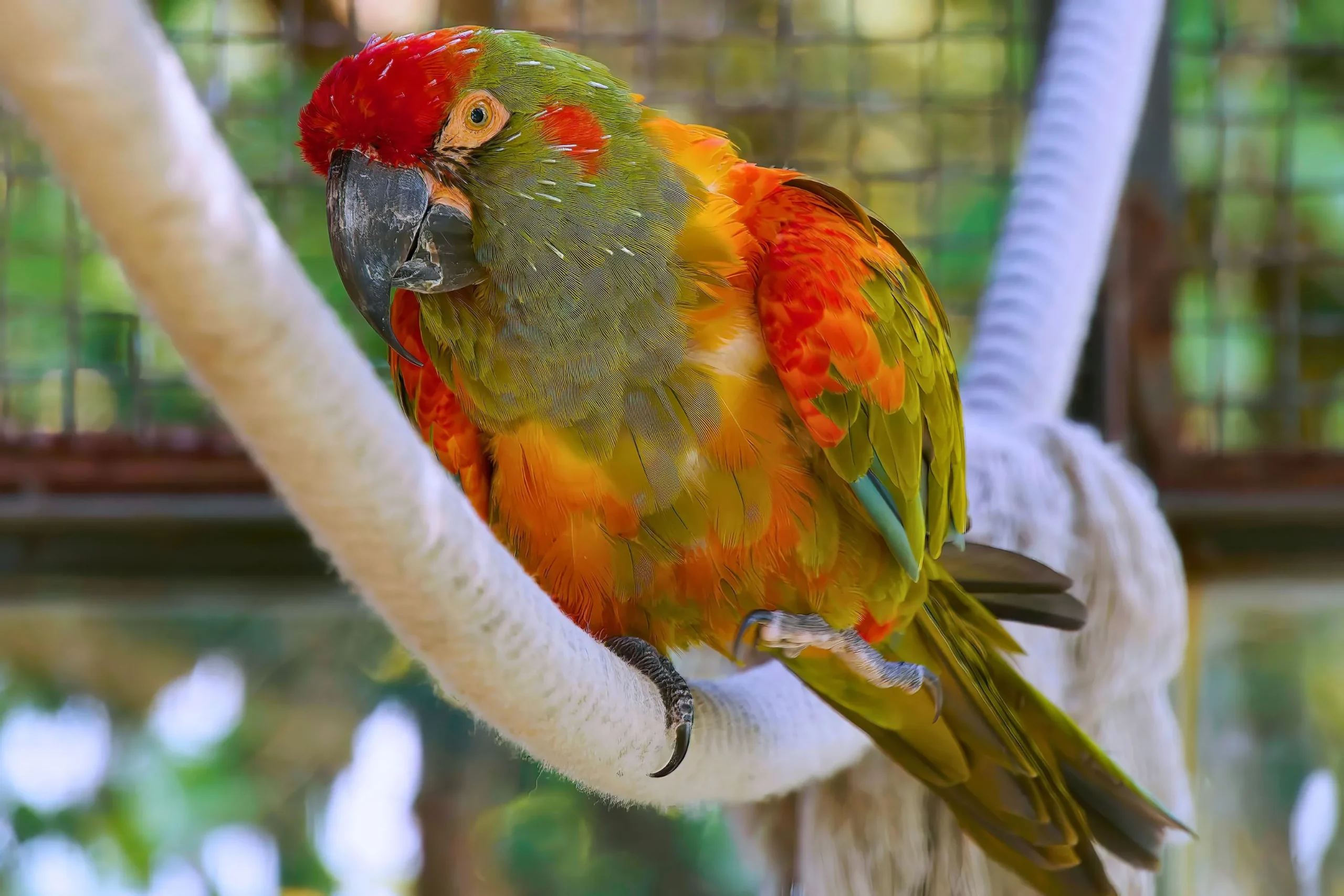 Red-fronted Macaw