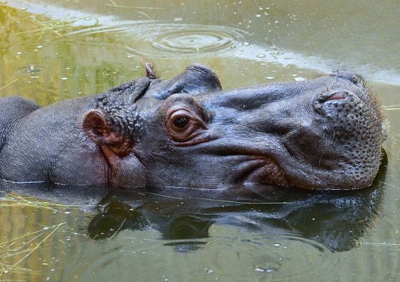 Hippos and the thermal water