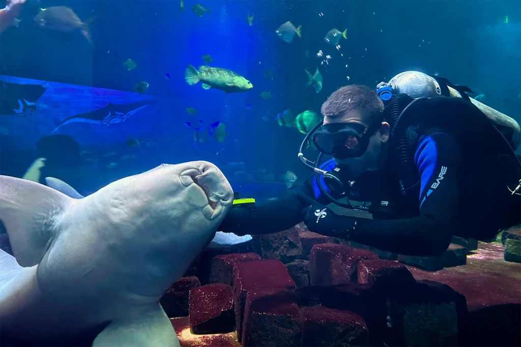 Cápasuli az Esti Sétákon