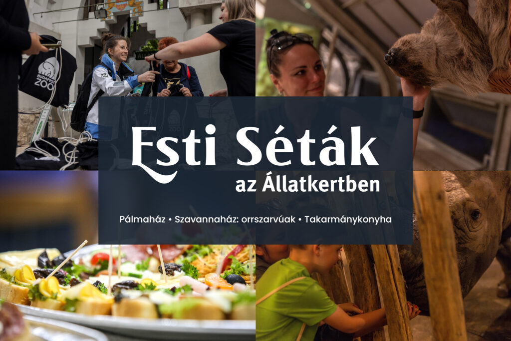 Esti Séták az Állatkertben - 2025. június 12.