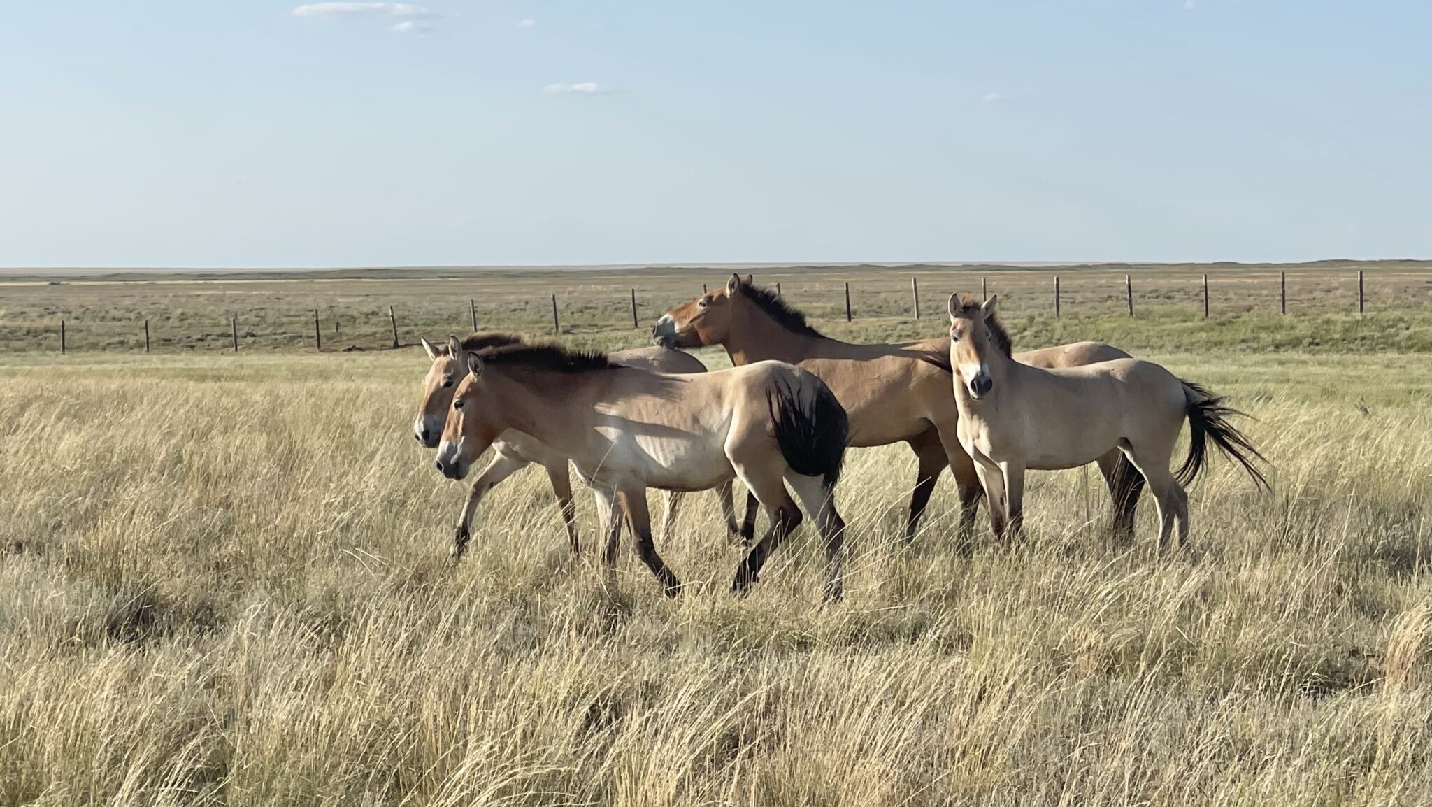 International Collaboration Behind the Reintroduction of Wild Horses ...