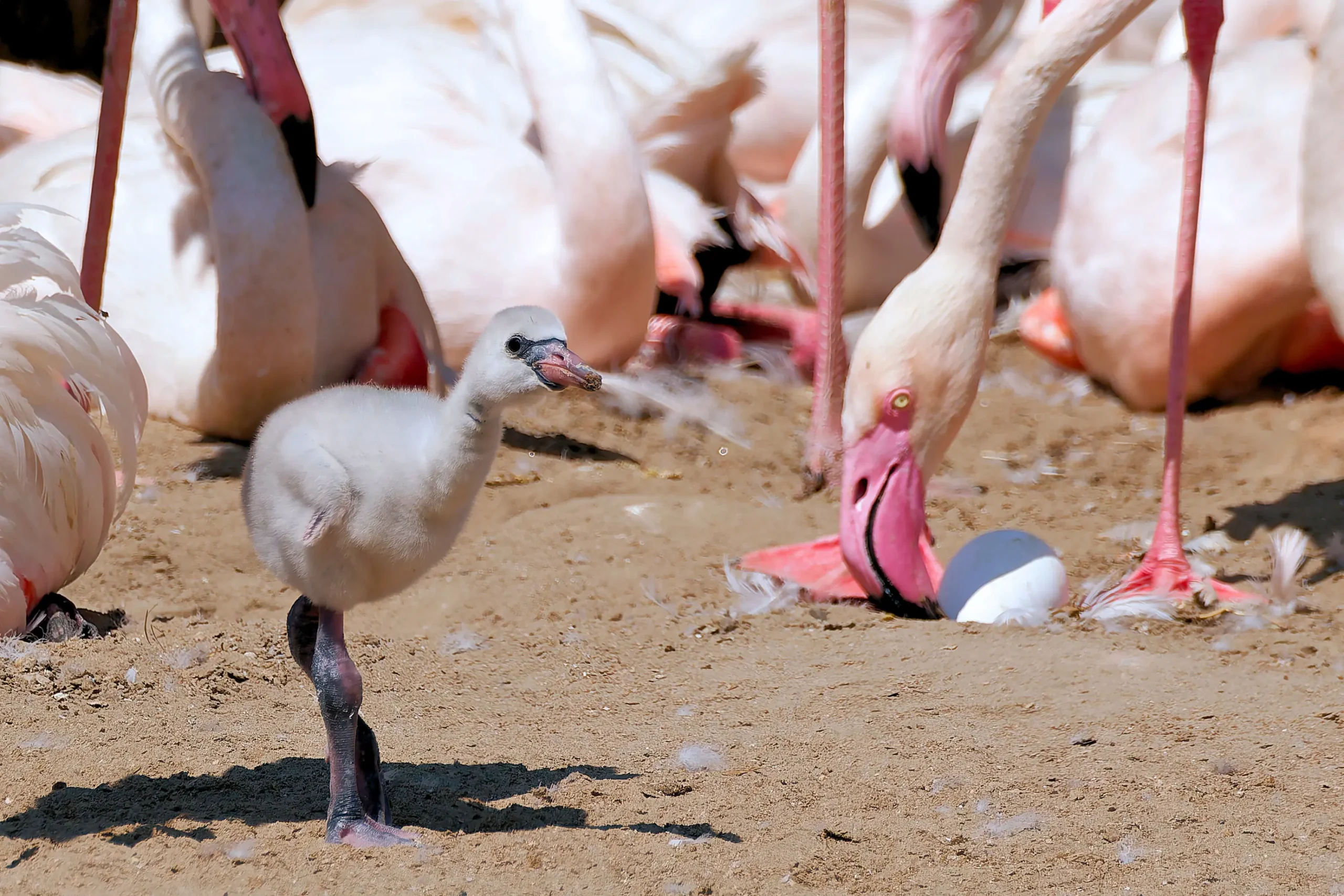 Már fiókákat is lehet látni a flamingóknál