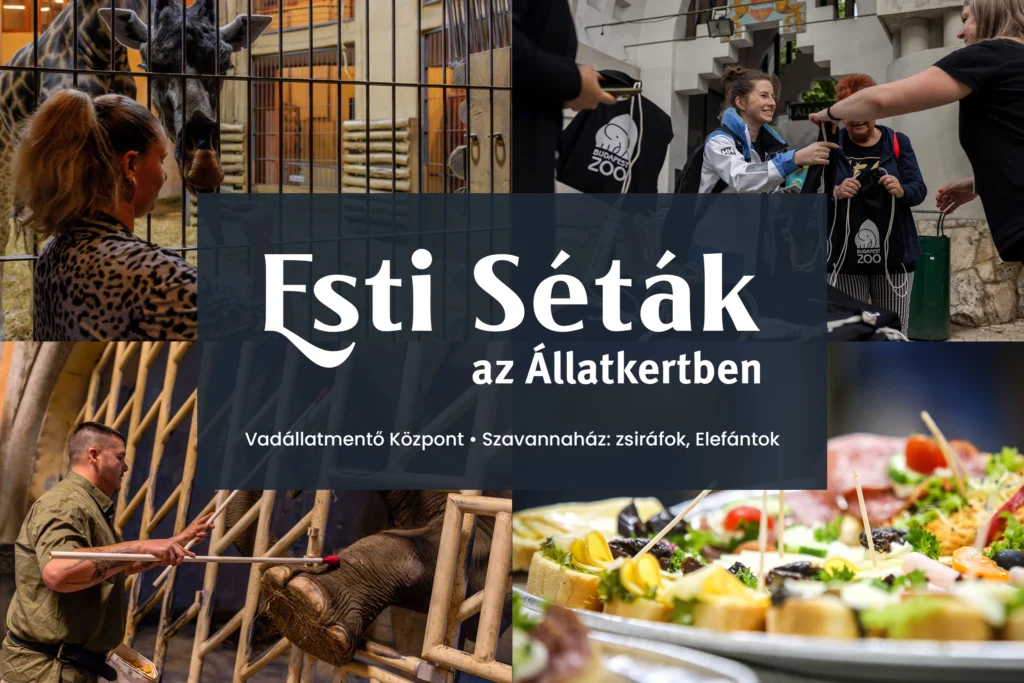 Esti Séták az Állatkertben - 2025. július 10.