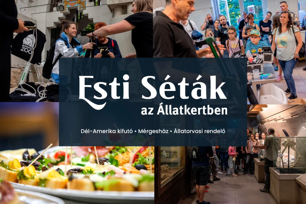 Esti Séták az Állatkertben - 2025. június 26.
