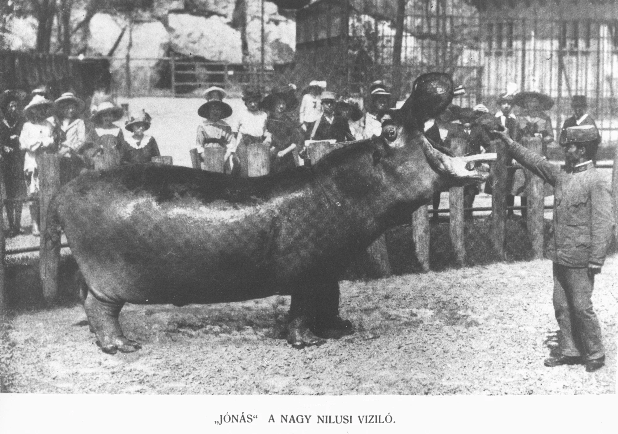 Hogyan költöztették át Jónást, a legendás vízilovat?