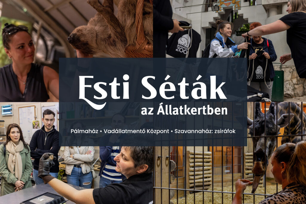 Esti Séták az Állatkertben - 2025. augusztus 14.