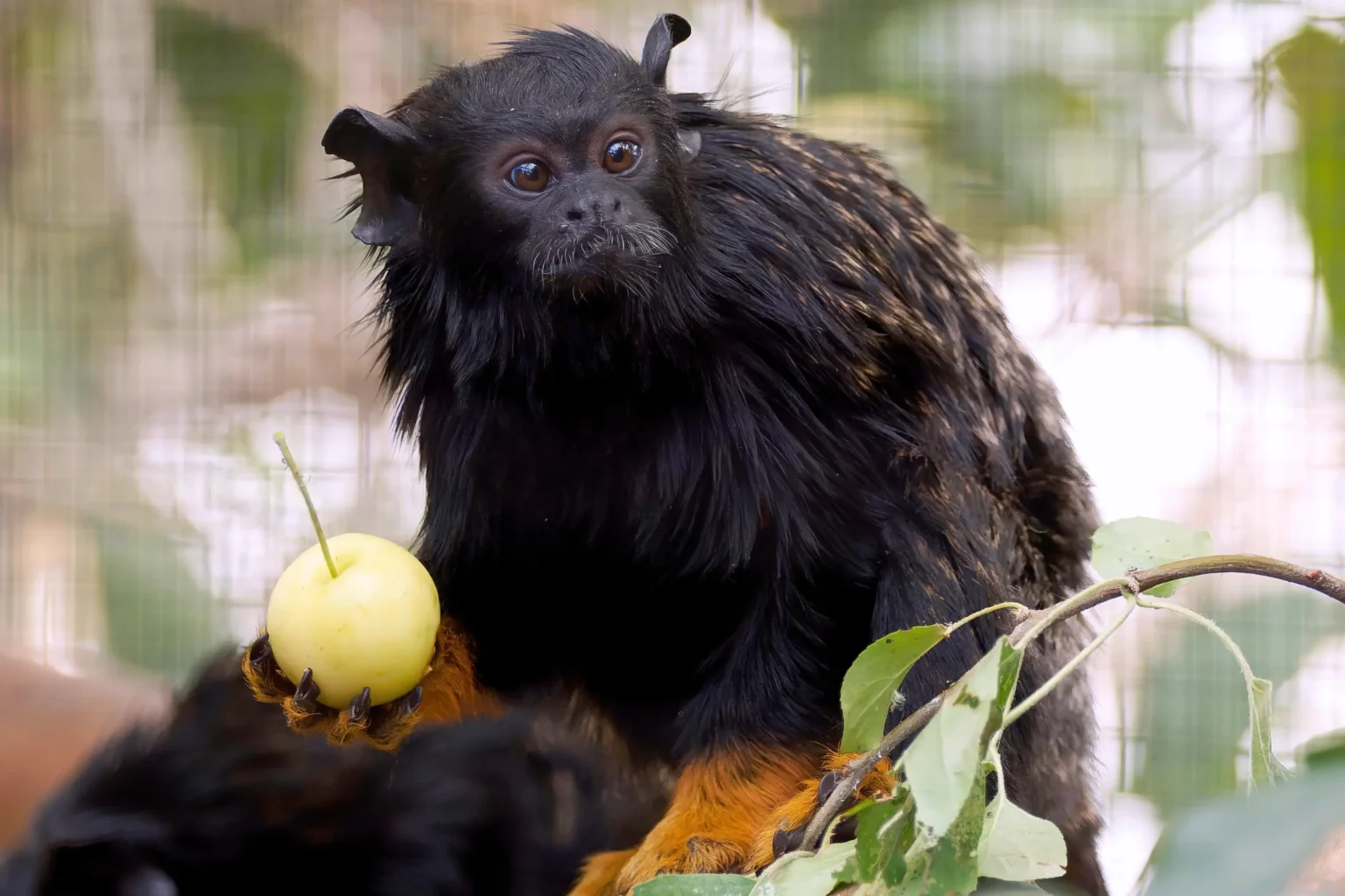 Aranykezű tamarin