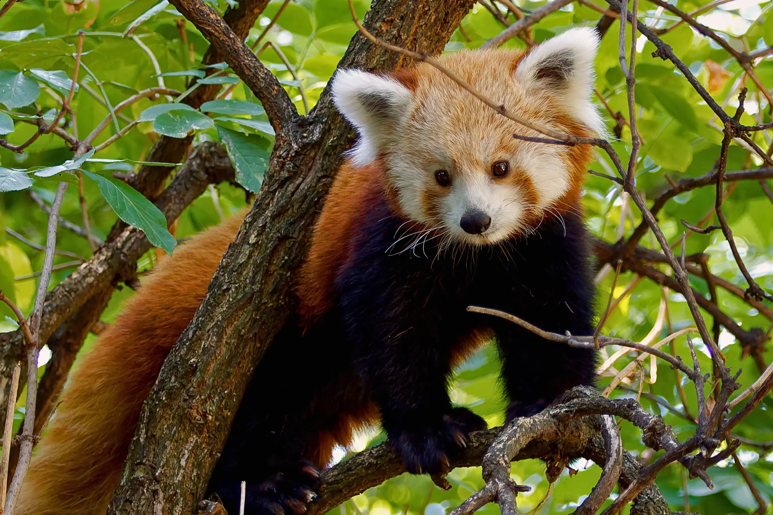 Dayah, a kis panda