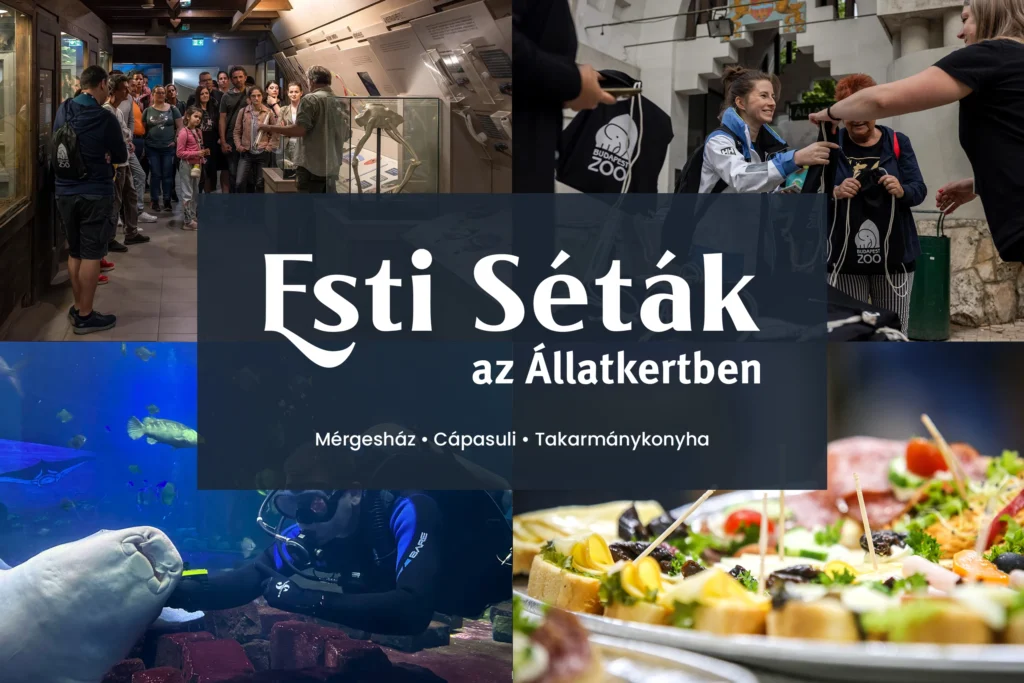 Esti Séták az Állatkertben - 2025. augusztus 21.