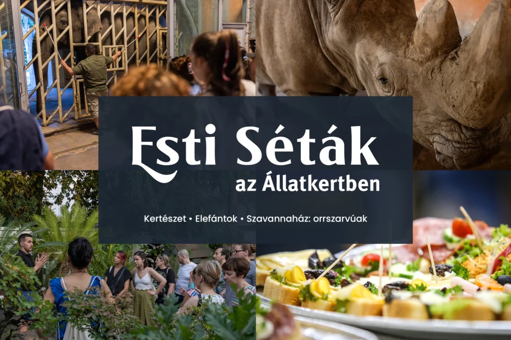 Esti Séták az Állatkertben - 2025. szeptember 11.