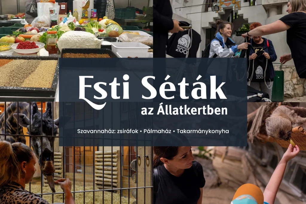 Esti Séták az Állatkertben - 2025. szeptember 25.