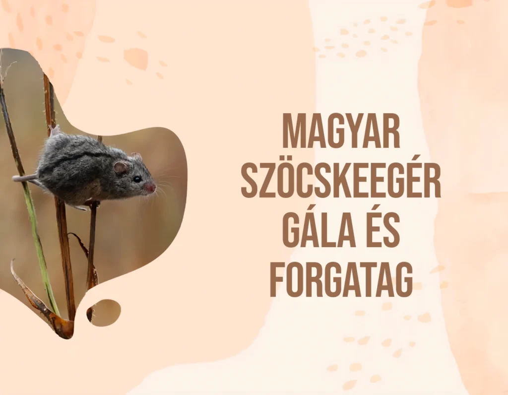 Magyar szöcskeegér gála és forgatag