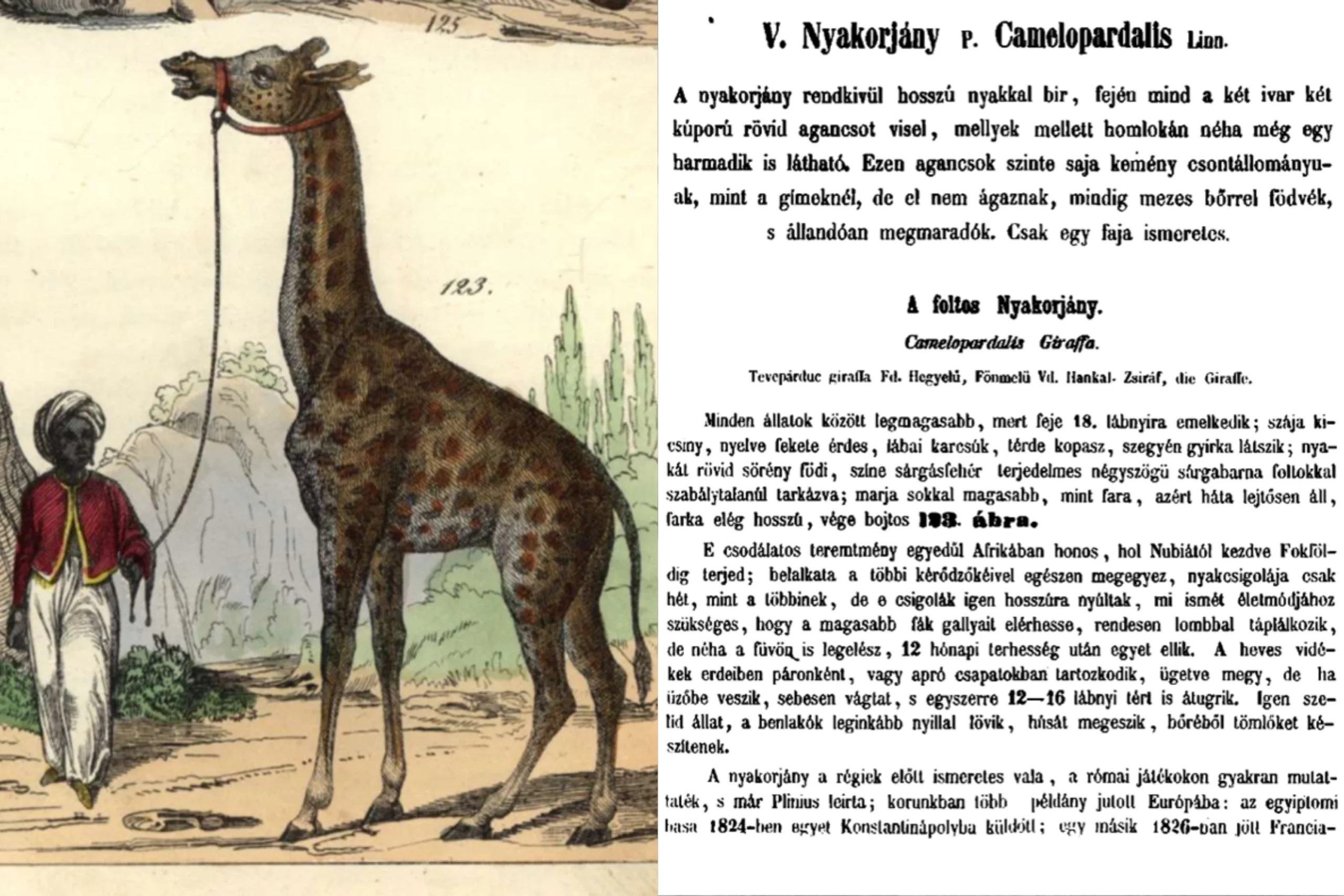 Hogyan kaptak magyar nevet az egzotikus állatok?