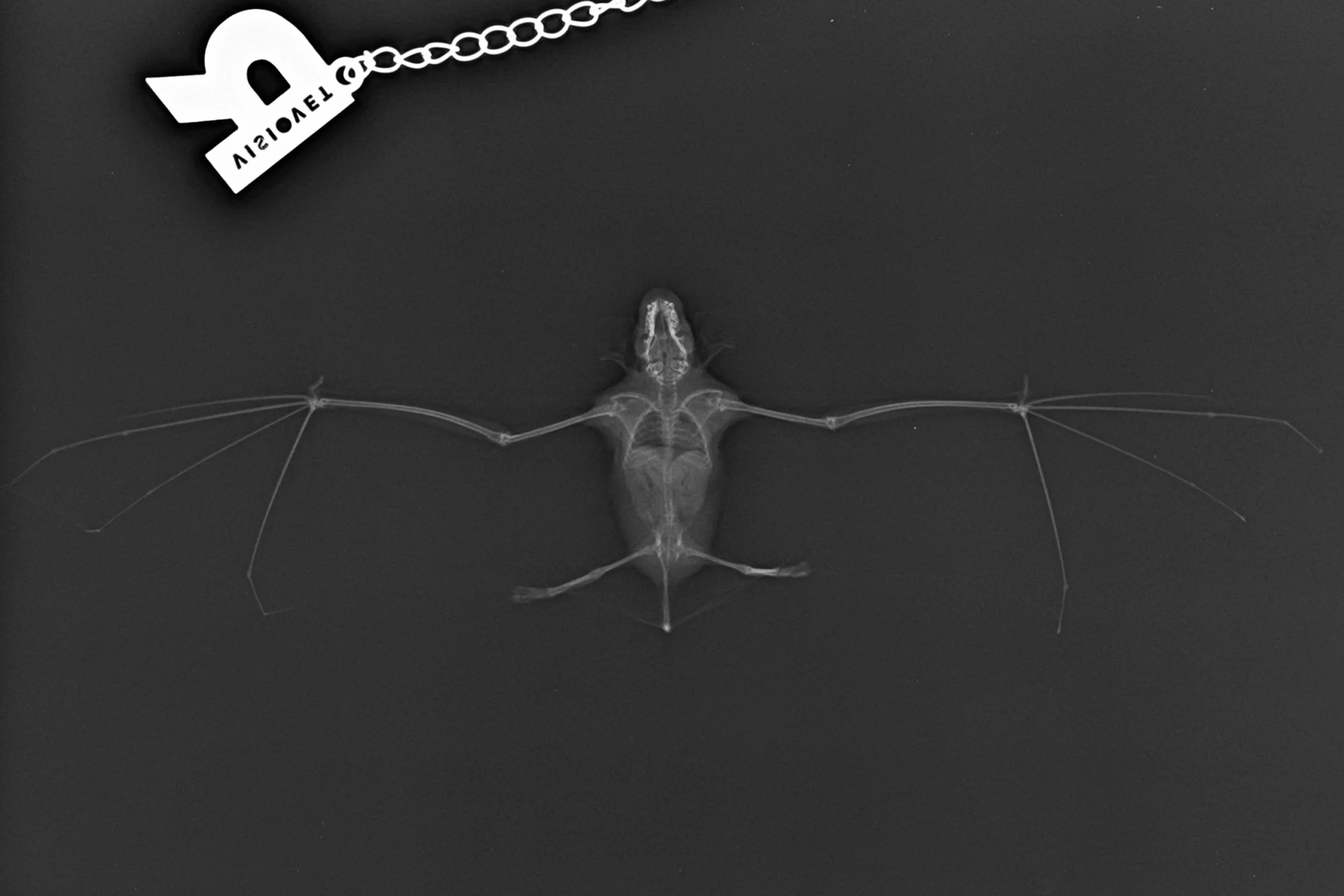 Radiológia világnapja