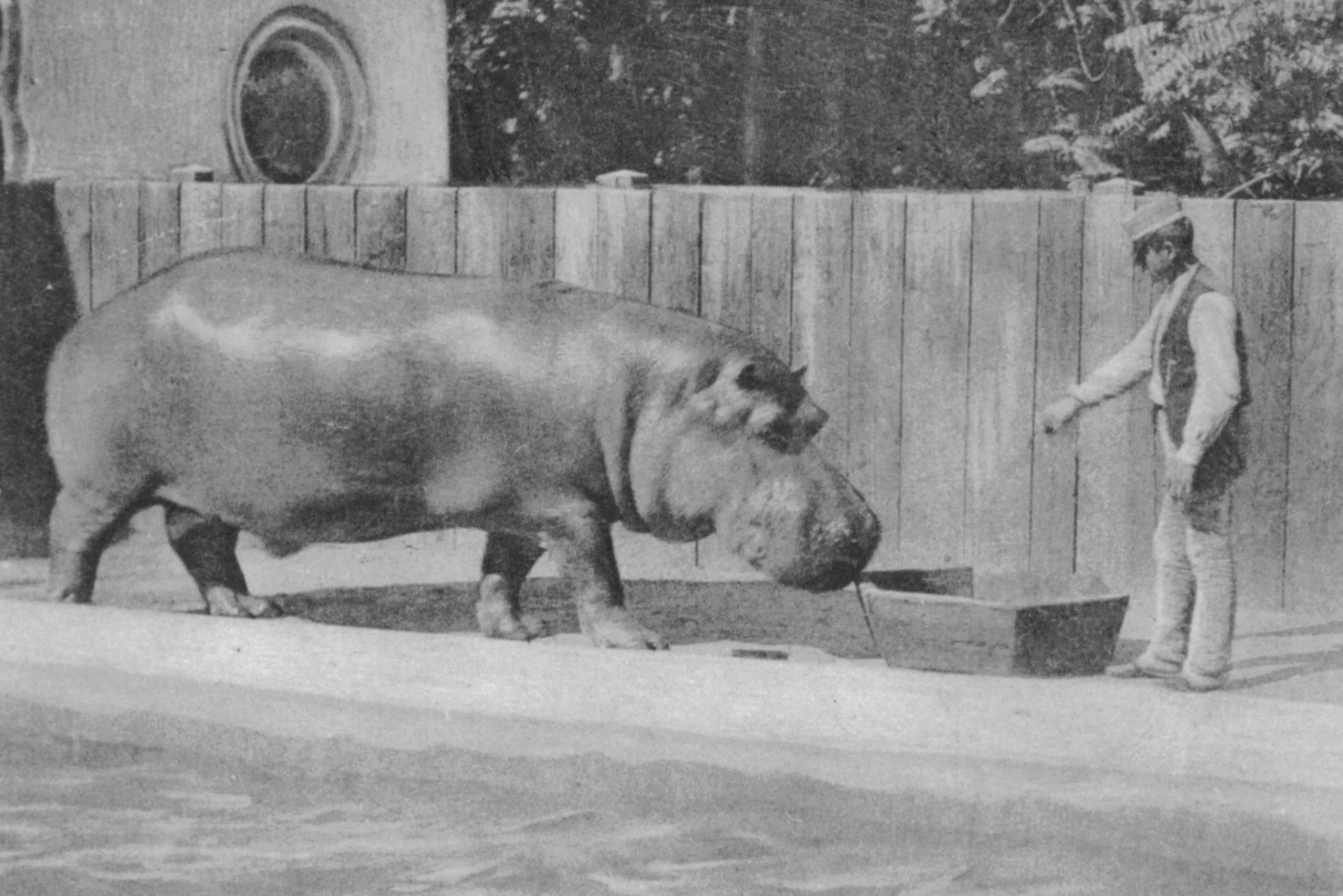 Jónás a legendás víziló