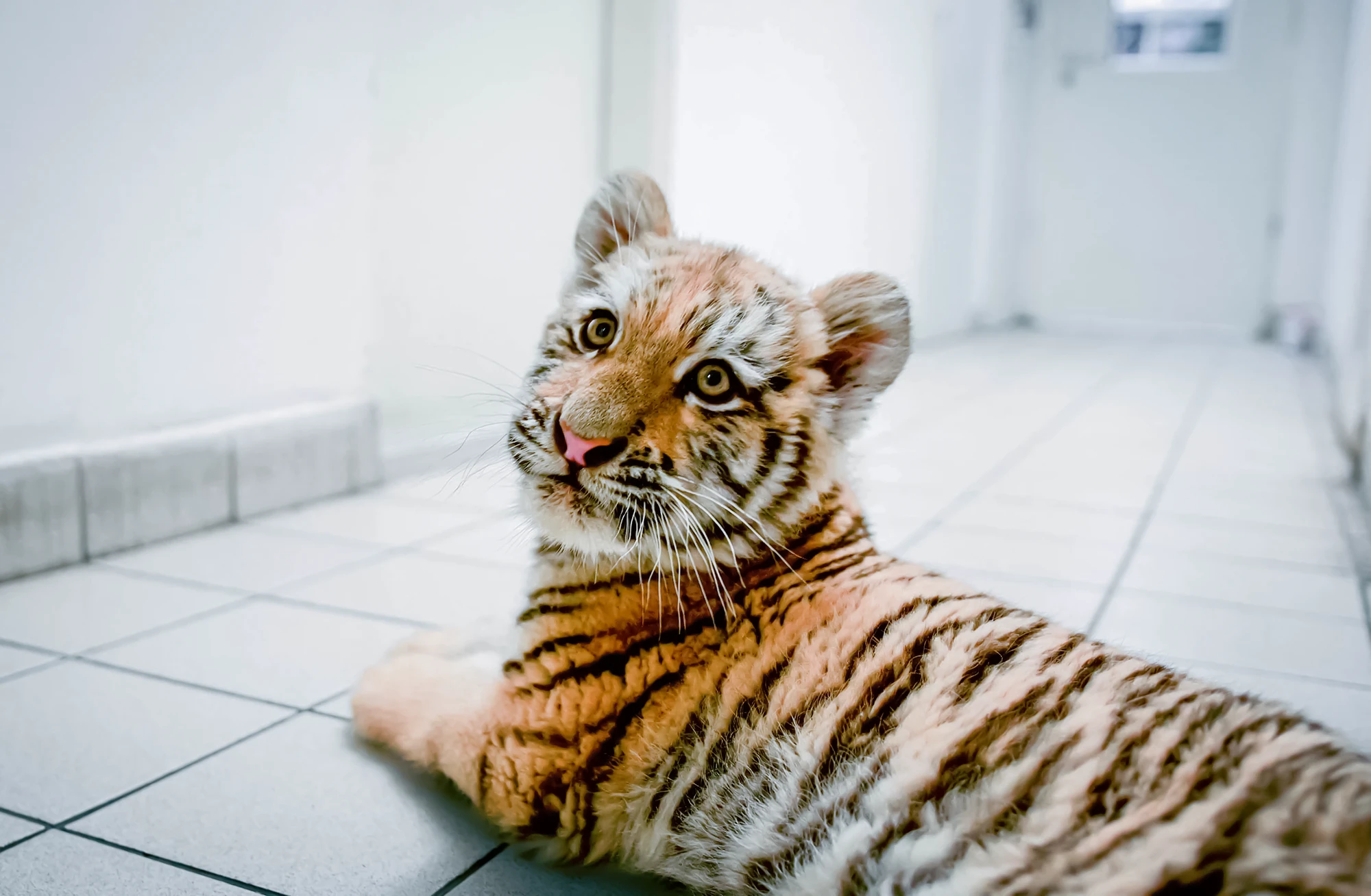 Szavazz a kistigris nevére!