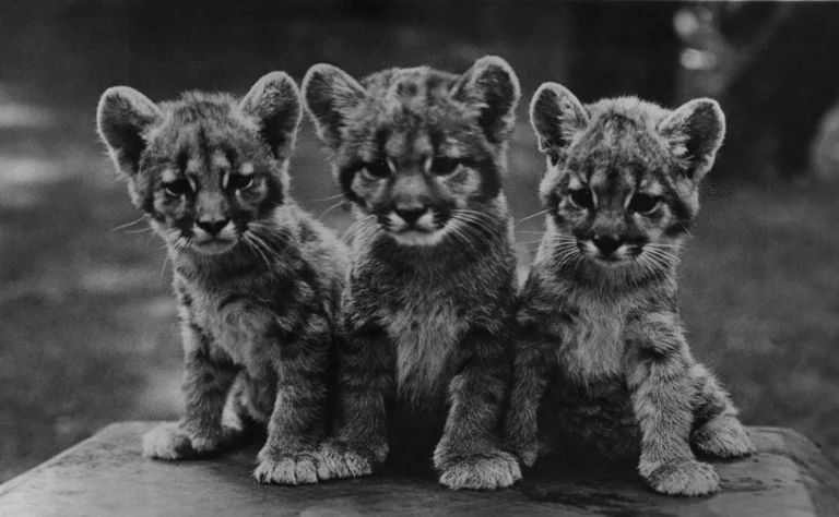 Cougar Cubs