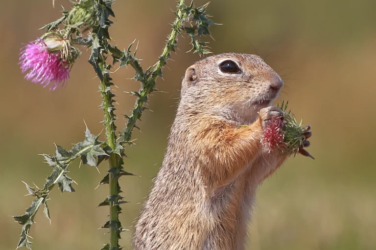 European ground squirrel