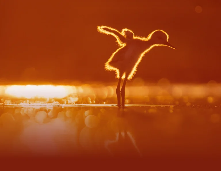 Magical Hungary 2026