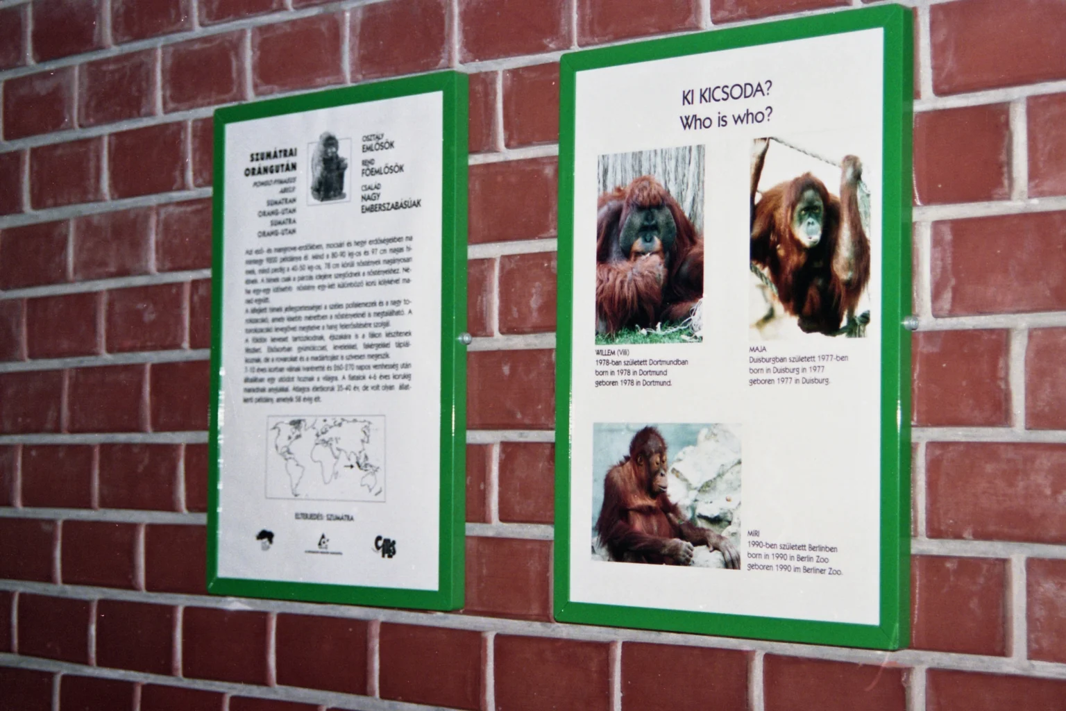 Orangután fajtábla