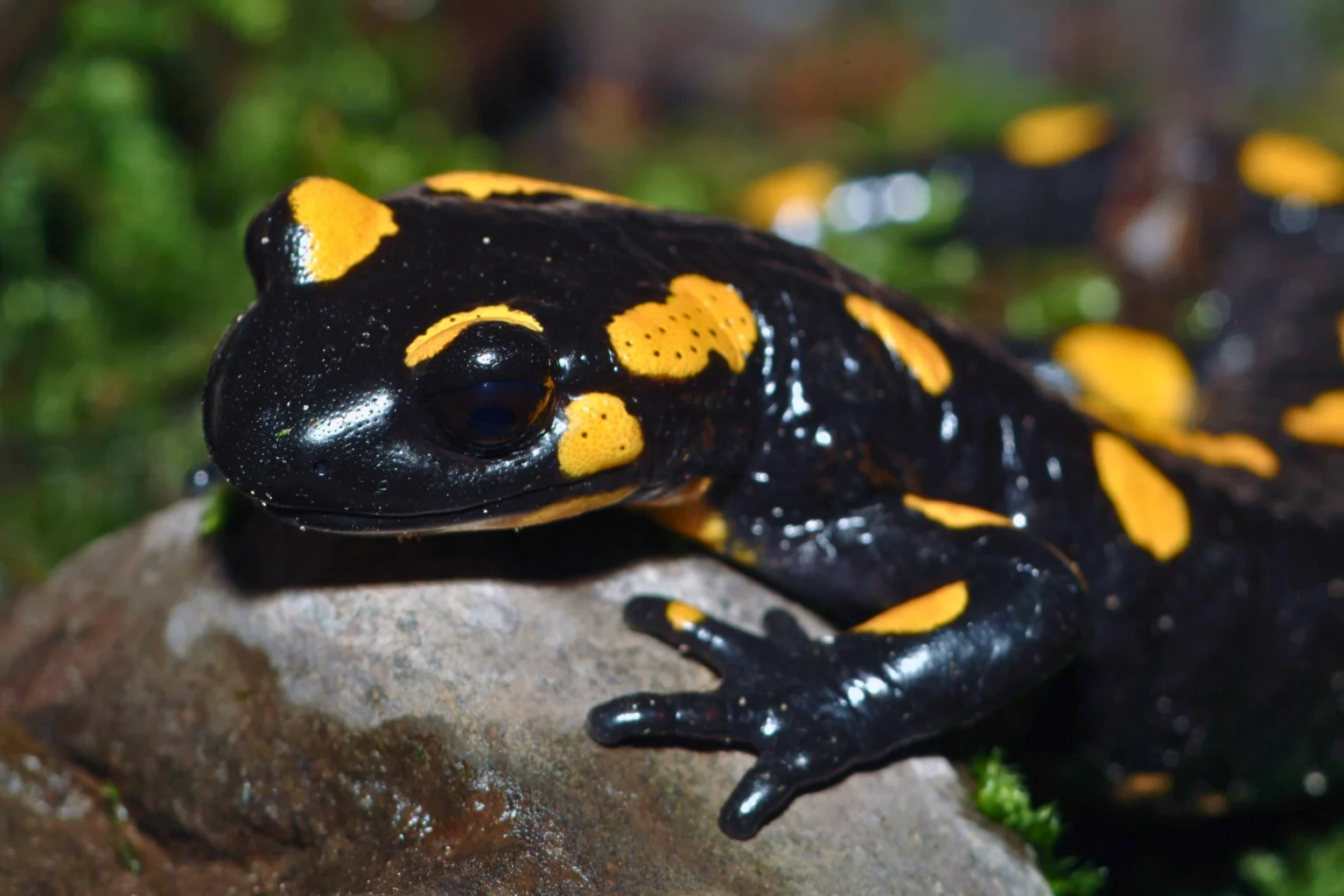 Foltos szalamandra