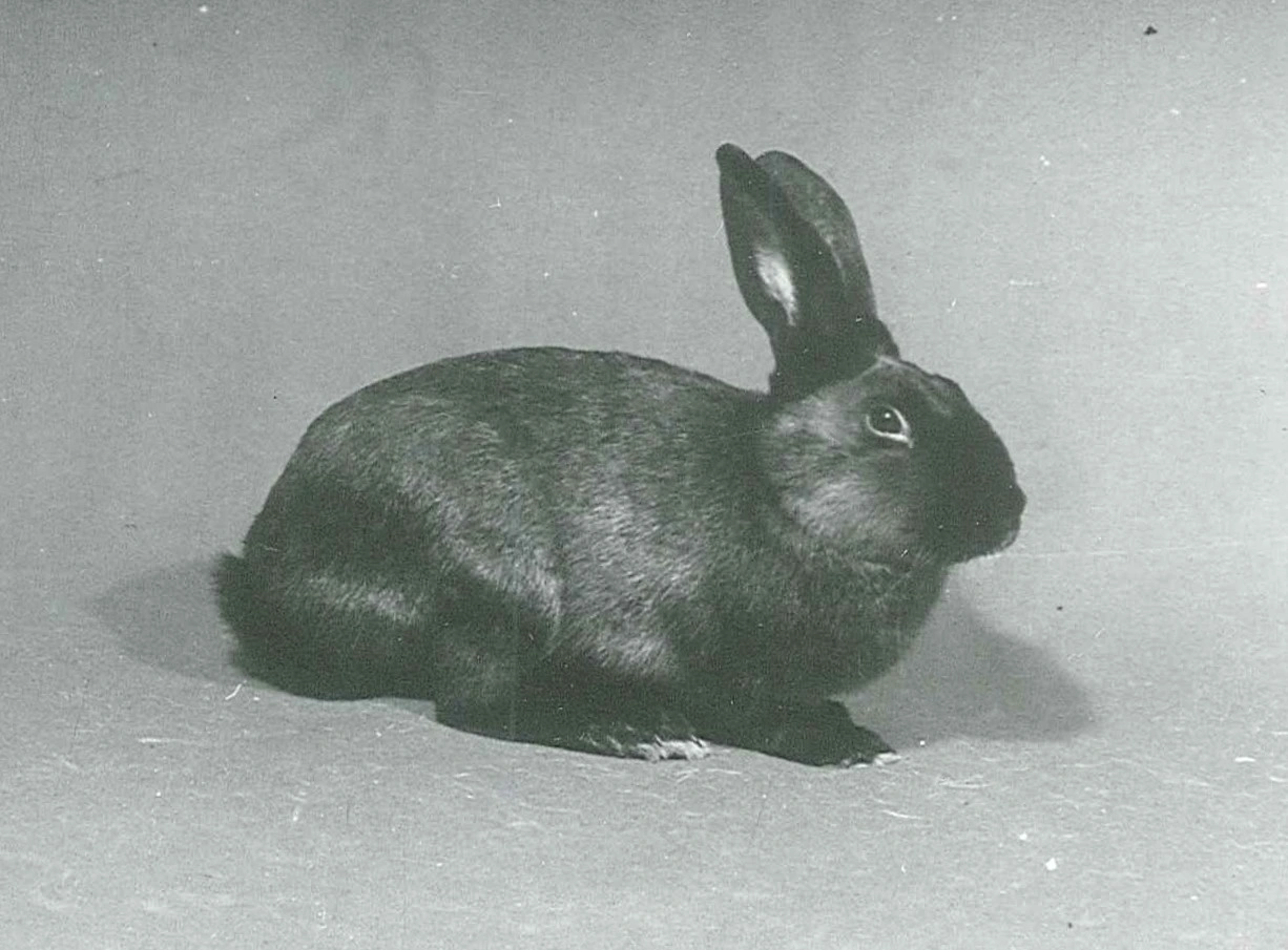 Házi nyúl