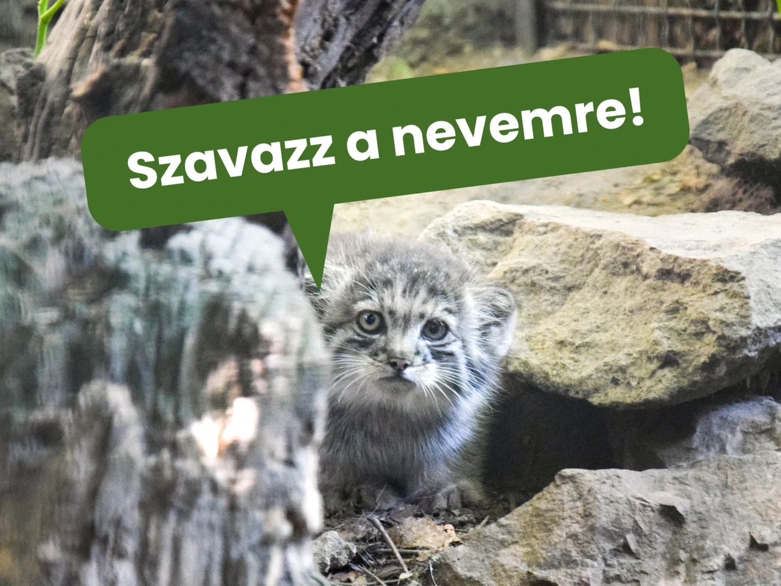 Szavazz a manulkölyök nevére!