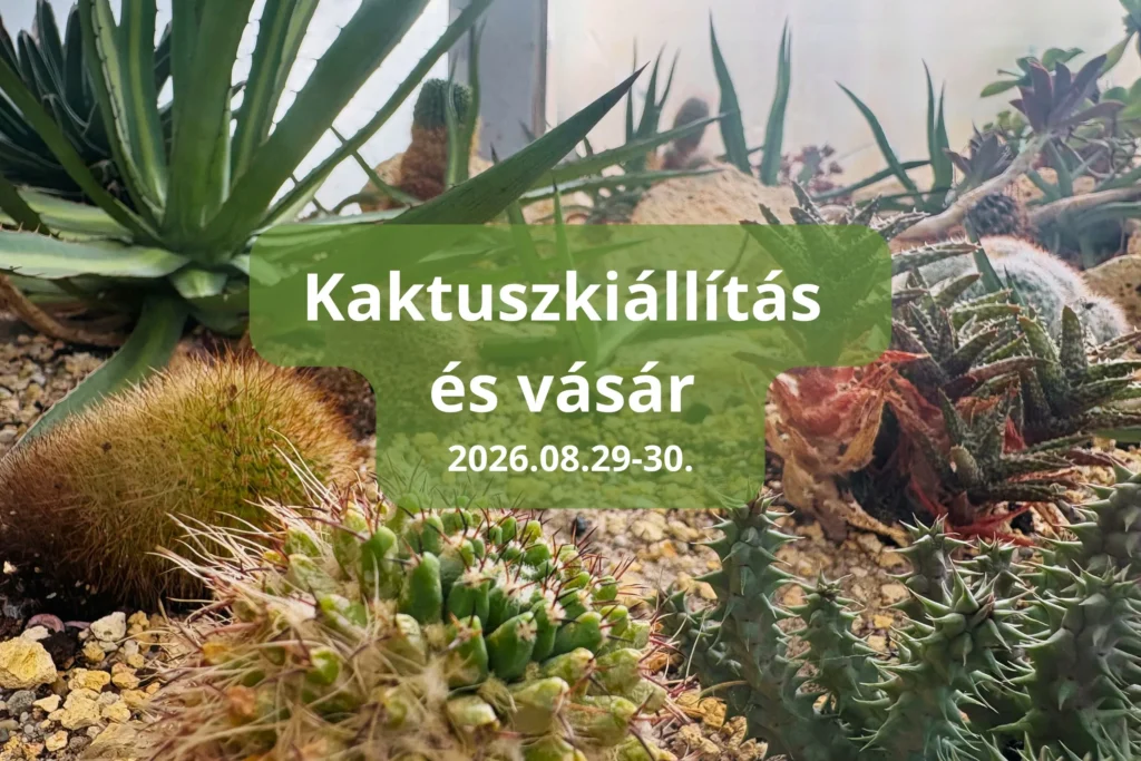 Kaktuszkiállítás és vásár