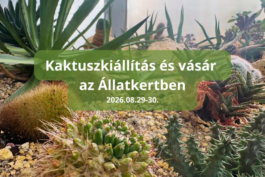 Kaktuszkiállítás és vásár az Állatkertben