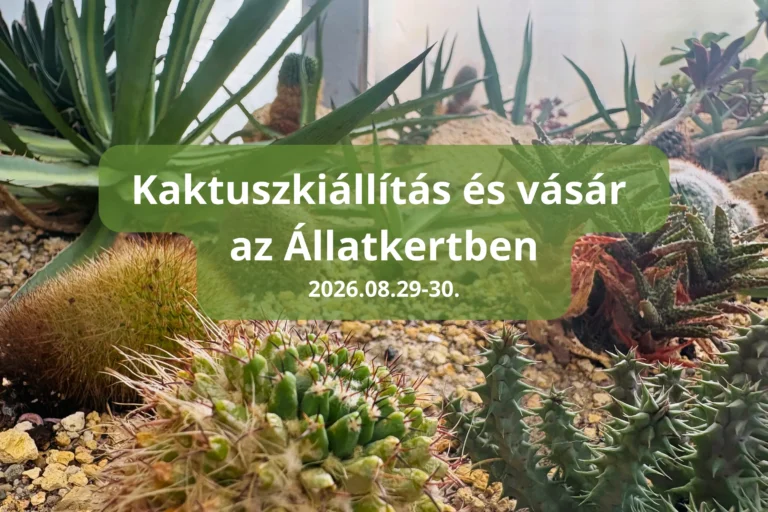 Kaktuszkiállítás és vásár az Állatkertben