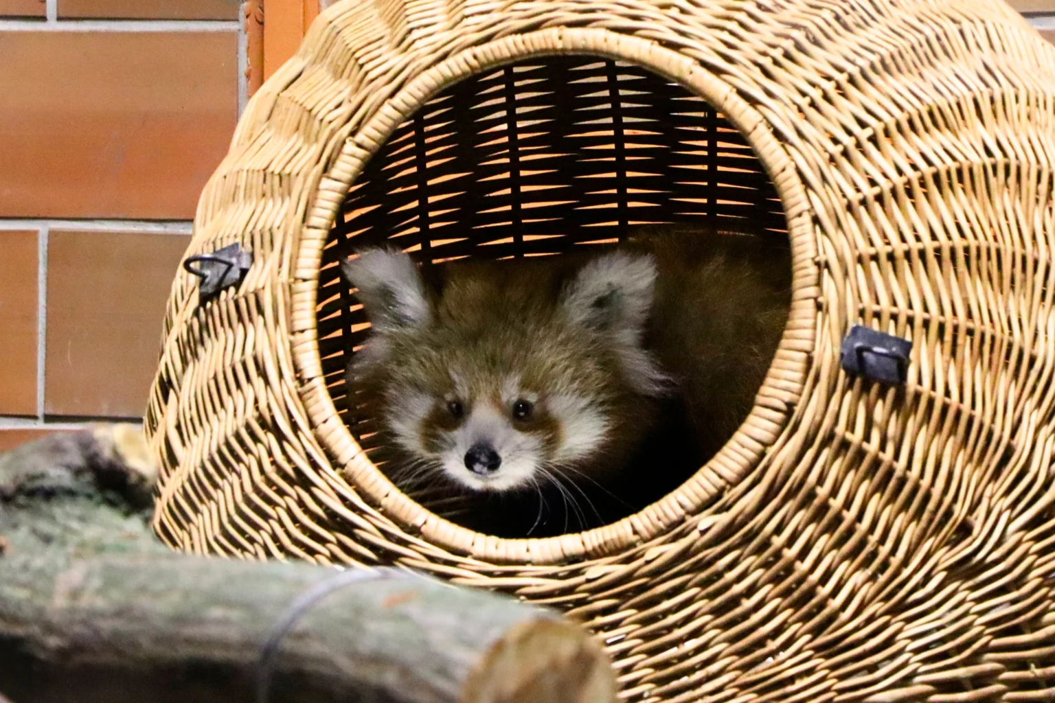 Cékla a vörös panda