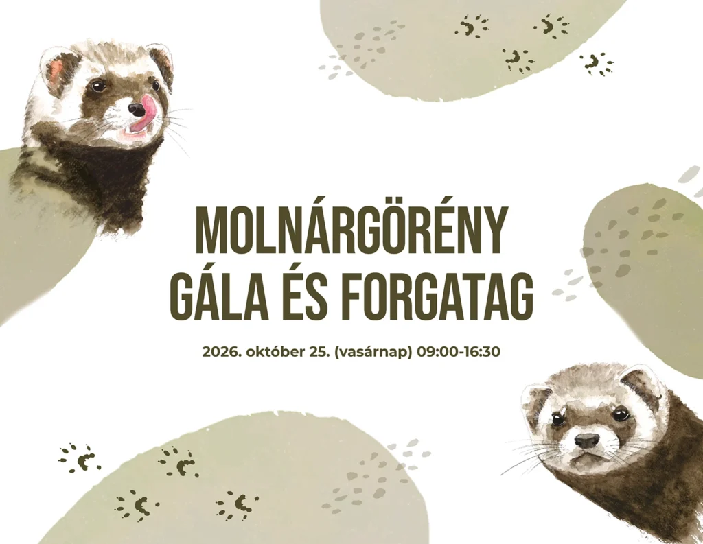 Év emlőse 2026 - Molnárgörény
